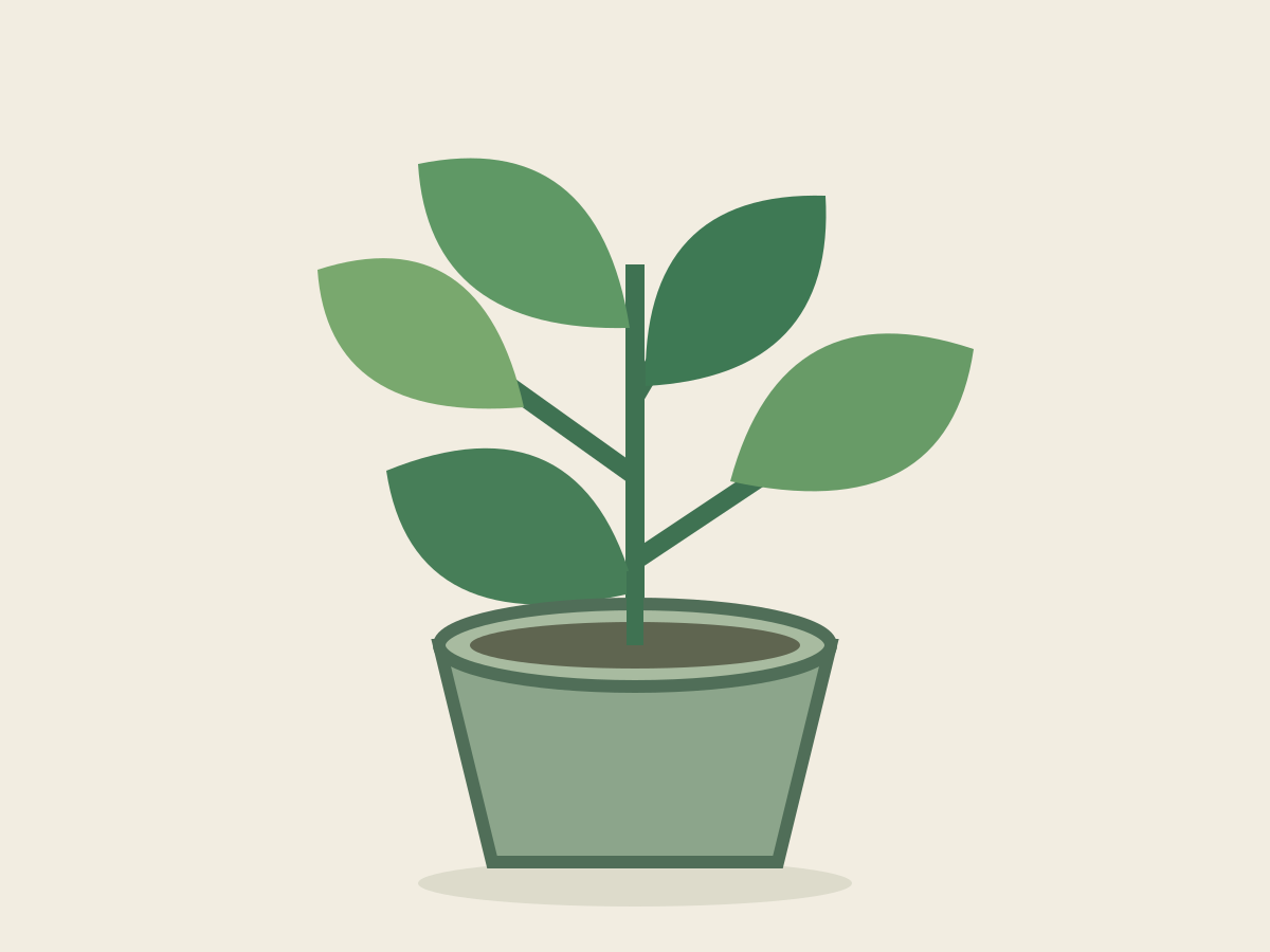 Original sage planter concept with a broad-leaf plant